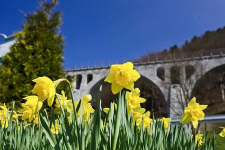 Narzissen vor dem Viadukt in Willingen 