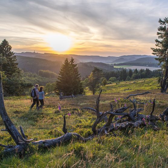 Wanderpaar in Hochheidelandschaft im Abendlicht