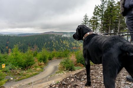 Hund blickt vom Ettelsberg in Willingen 