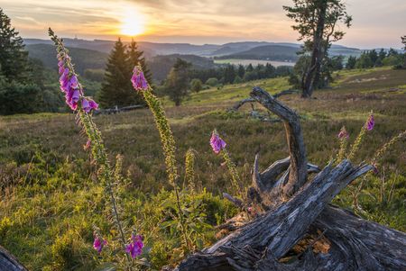 Blühende Heidelandschaft in Willingen bei Sonnenuntergang 