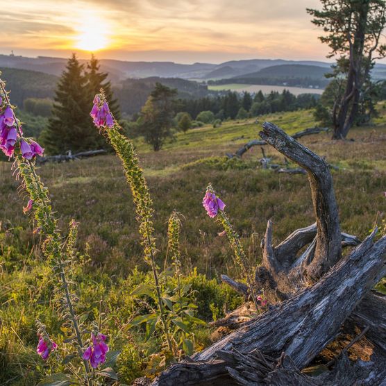 Blühende Heidelandschaft in Willingen bei Sonnenuntergang 