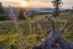 Blühende Heidelandschaft in Willingen bei Sonnenuntergang 