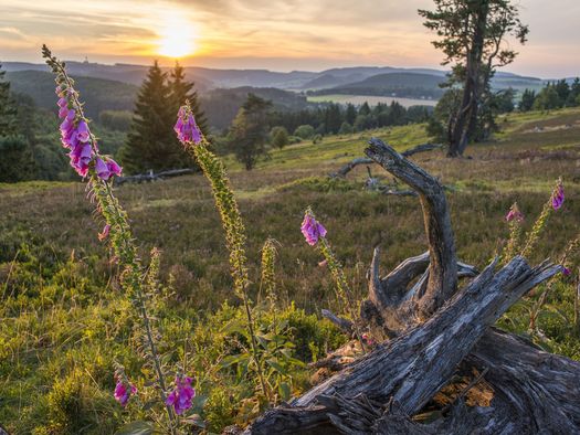 Blühende Heidelandschaft in Willingen bei Sonnenuntergang 