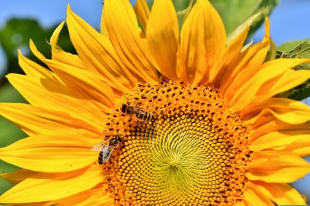 Bienen auf Sonnenblume