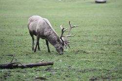 Rotwild im Wild- und Freizeitpark Willingen