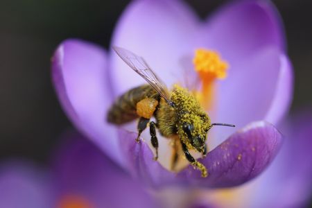 Biene auf lila Krokus