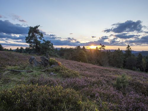 Blühende Heide im Abendlicht bei Sonnenuntergang