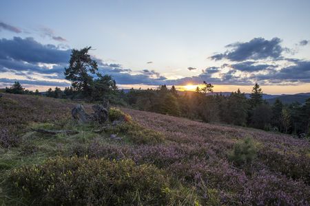 Blühende Heide im Abendlicht bei Sonnenuntergang