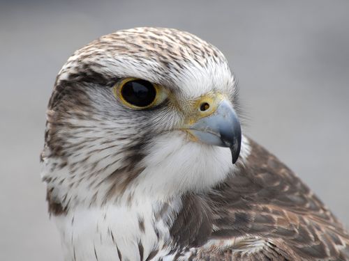 Falke im Wild- und Freizeitpark Willingen