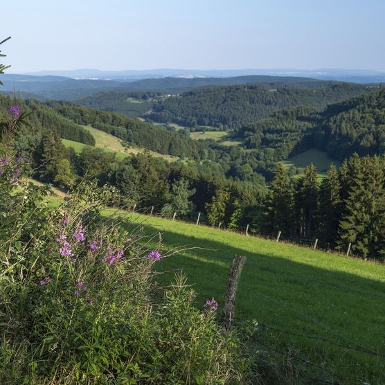 Blick ins Sauerland mit Wiesen, Wäldern und Bergen 